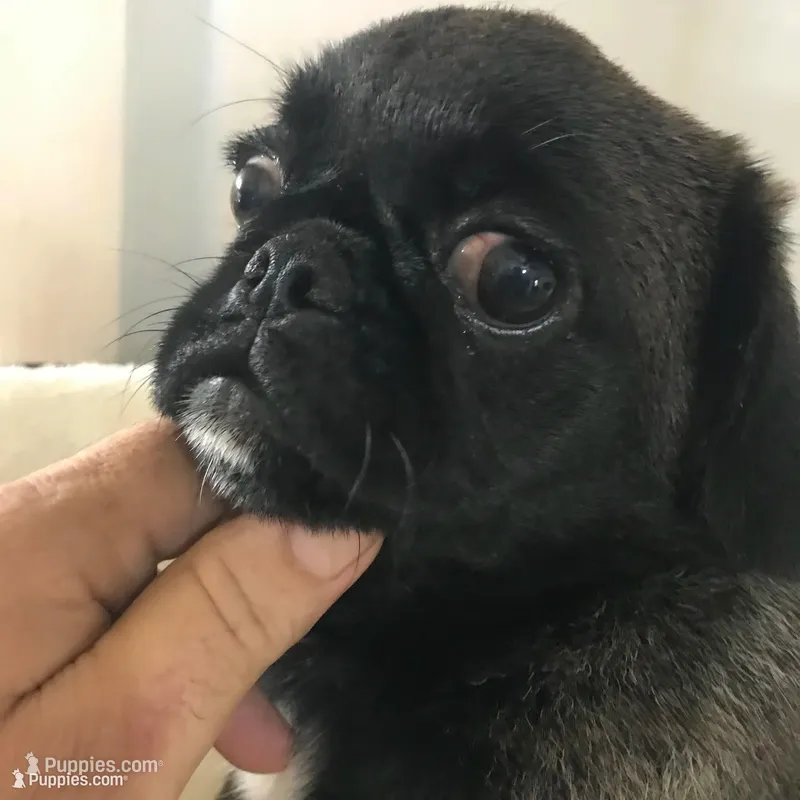 Sable female  – Pug puppy for sale in Memphis, TN