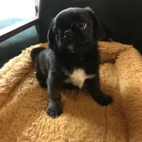 Sable female , a female Pug for sale in Memphis, TN – Photo 5 of 7