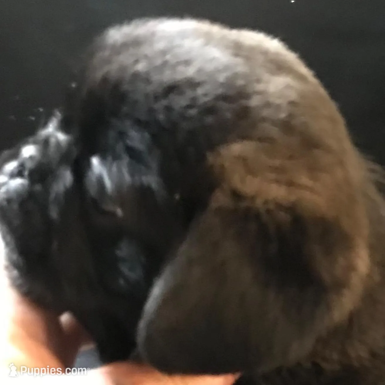 Sable female , a female Pug for sale in Memphis, TN – Photo 3 of 6