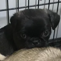 Sable female , a female Pug for sale in Memphis, TN – Photo 1 of 6