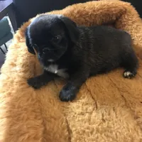 Sable female , a female Pug for sale in Memphis, TN – Photo 4 of 7