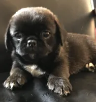 Sable female , a female Pug for sale in Memphis, TN – Photo 4 of 6