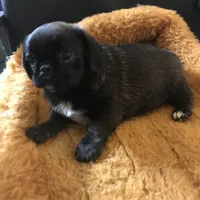 Sable female , a female Pug for sale in Memphis, TN – Photo 2 of 7