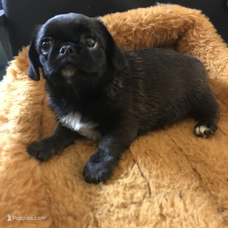 Sable female  – Pug puppy for sale in Memphis, TN