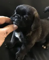 Sable female , a female Pug for sale in Memphis, TN – Photo 6 of 6