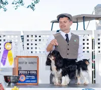 AKC GCHB Sired  Clay , a male English Toy Spaniel for sale in Memphis, TN – 2 of 2