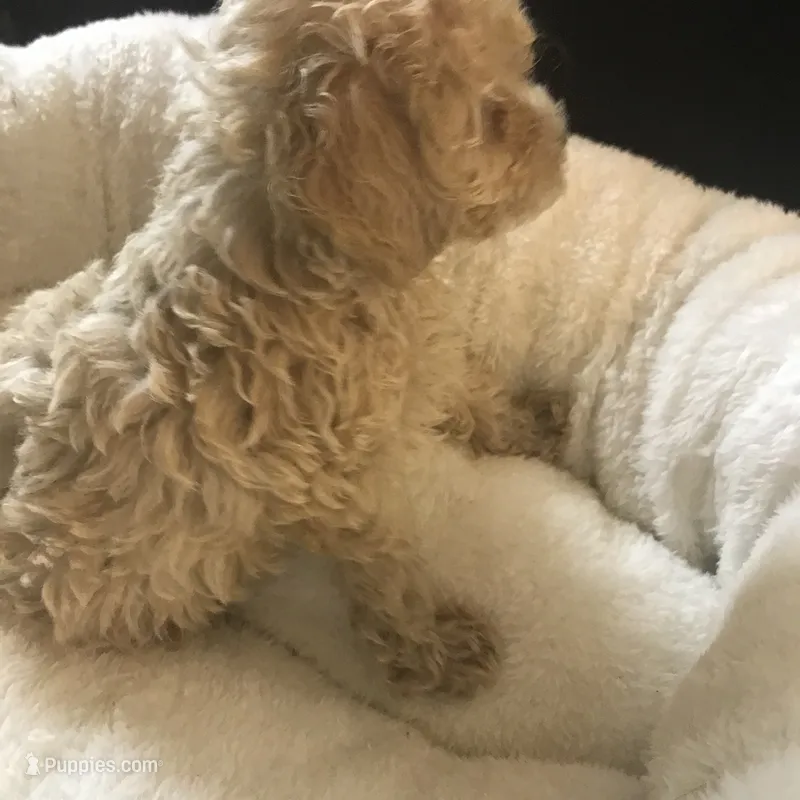 Orange male tiny toy  – Poodle - Toy  puppy for sale in Memphis, TN