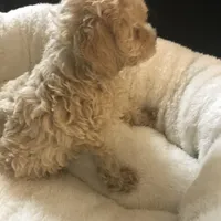 Orange male tiny toy , a male Poodle - Toy  for sale in Memphis, TN – 1 of 5