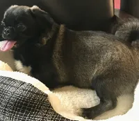 Sable female , a female Pug for sale in Memphis, TN – 6 of 10