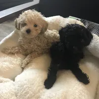 Orange male tiny toy , a male Poodle - Toy  for sale in Memphis, TN – 4 of 5
