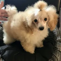 Akc tiny toy orange M , a male Poodle - Toy  for sale in Memphis, TN – 8 of 10
