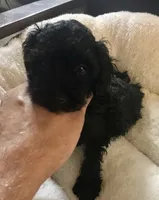 Black Akc tiny toy female , a female Poodle - Toy  for sale in Memphis, TN – 3 of 6