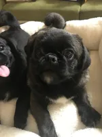 Sable female , a female Pug for sale in Memphis, TN – 3 of 7