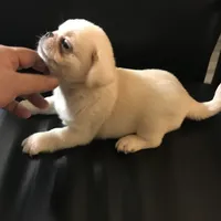 Pug white female , a female Pug for sale in Memphis, TN – 3 of 8