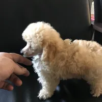 Akc tiny toy orange M , a male Poodle - Toy  for sale in Memphis, TN – Photo 6 of 9
