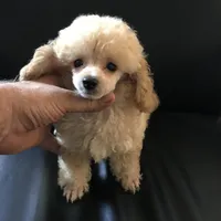 Akc tiny toy orange M , a male Poodle - Toy  for sale in Memphis, TN – Photo 3 of 9