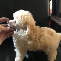 Akc tiny toy orange M , a male Poodle - Toy  for sale in Memphis, TN – Photo 5 of 9