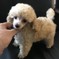 Akc tiny toy orange M , a male Poodle - Toy  for sale in Memphis, TN – Photo 7 of 9
