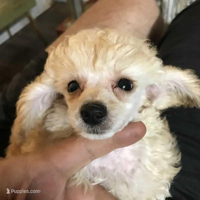 Akc tiny toy orange M , a male Poodle - Toy  for sale in Memphis, TN – Photo 1 of 9