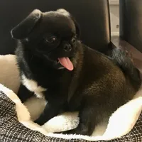 Sable female , a female Pug for sale in Memphis, TN – 7 of 10