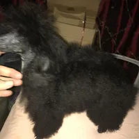 Akc full toy Girl , a female Poodle - Toy  for sale in Memphis, TN – 5 of 10