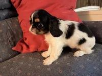 Akc Tri GCHB Sired Suzette , a female English Toy Spaniel for sale in Memphis, TN – 2 of 3