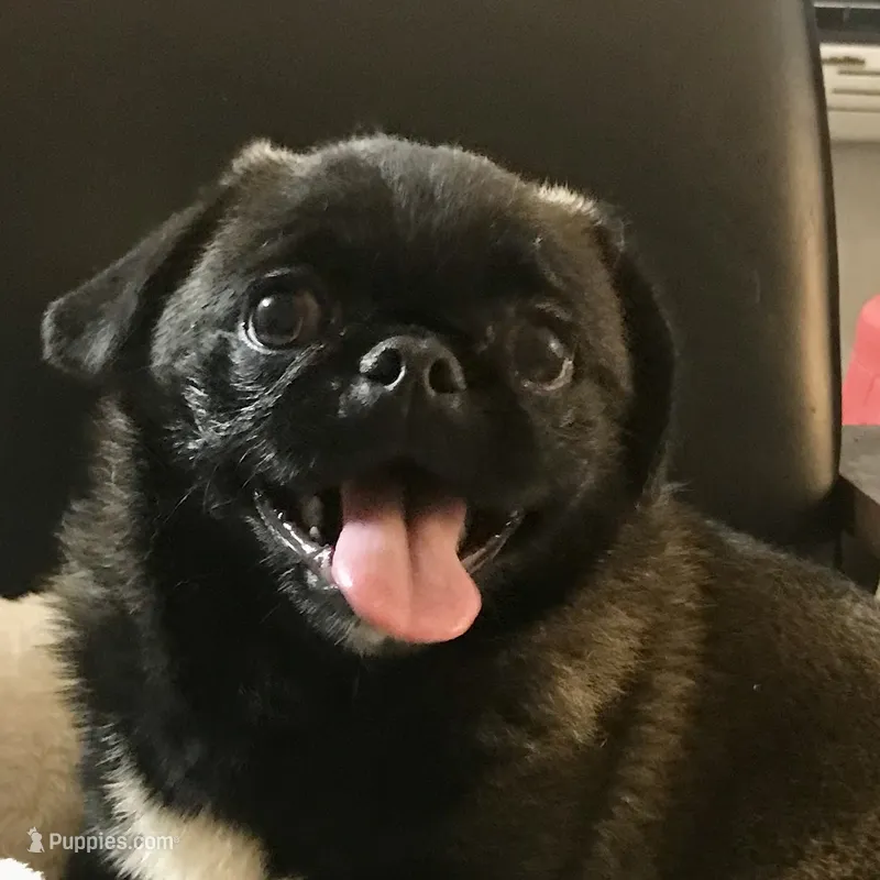 Sable female  – Pug puppy for sale in Memphis, TN