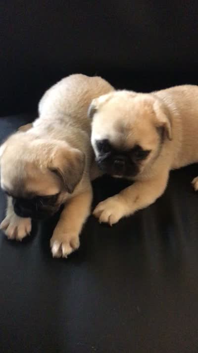 Fawn black mask girl 2, a female Pug for sale in Memphis, TN – 5 of 5