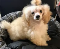 Akc tiny toy orange M , a male Poodle - Toy  for sale in Memphis, TN – 2 of 10