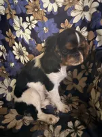 AKC GCHB sired Lucy , a female English Toy Spaniel for sale in Memphis, TN – 4 of 4