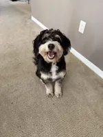 Woods, a male Miniature Bernedoodle for sale in Spring Hill, FL – 2 of 10