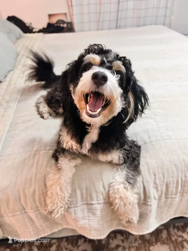 Woods – Bernedoodle, Miniature Bernedoodle puppy for sale in New Port Richey, FL