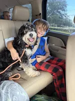 Woods, a male Miniature Bernedoodle for sale in Spring Hill, FL – 6 of 10