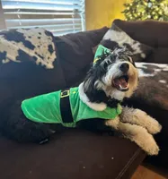 Woods, a male Bernedoodle and Miniature Bernedoodle for sale in New Port Richey, FL – 3 of 5