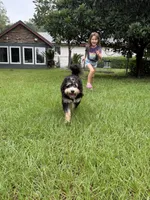 Woods, a male Miniature Bernedoodle for sale in Spring Hill, FL – 10 of 10