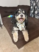 Woods, a male Bernedoodle and Miniature Bernedoodle for sale in New Port Richey, FL – 5 of 5
