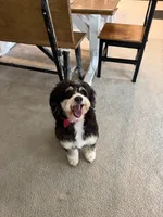 Woods, a male Miniature Bernedoodle for sale in Spring Hill, FL – 7 of 10