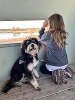 Woods, a male Miniature Bernedoodle for sale in Spring Hill, FL – 9 of 10