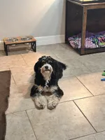 Woods, a male Bernedoodle and Miniature Bernedoodle for sale in New Port Richey, FL – 4 of 5