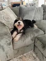 Woods, a male Miniature Bernedoodle for sale in Spring Hill, FL – 3 of 10