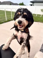 Woods, a male Bernedoodle and Miniature Bernedoodle for sale in New Port Richey, FL – 2 of 5