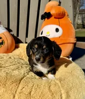 Wendy (MN), a female Pembroke Welsh Corgi and Miniature Dachshund for sale in Kimball, MN – 1 of 9