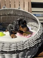 Stella (MN), a female Miniature Dachshund for sale in Kimball, MN – 3 of 7
