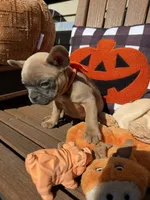 Jenny (MN), a female French Bulldog for sale in Kimball, MN – 4 of 6