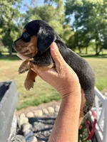Bert (MN), a male Miniature Dachshund for sale in Kimball, MN – 2 of 4