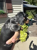 Finn (MN), a male Miniature Dachshund for sale in Kimball, MN – 5 of 6