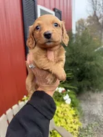 Reed  (MN), a male Miniature Dachshund for sale in Kimball, MN – 2 of 8