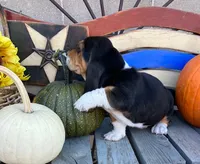 Ralph (MN), a male Basset Hound for sale in Kimball, MN – 4 of 6