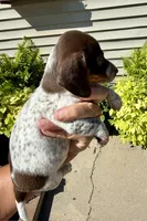 Coco (MN), a female Miniature Dachshund for sale in Kimball, MN – 6 of 7
