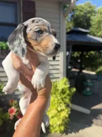 Felix, a male Miniature Dachshund for sale in Kimball, MN – 4 of 10